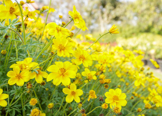 Cosmos flower in Thailand
