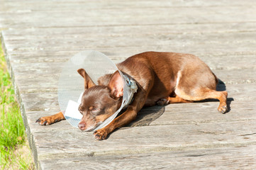 When the dog is ill. Toy-terrier in medical plastic collar.