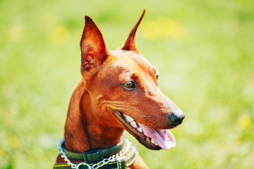 Close Up Brown Dog Miniature Pinscher Head