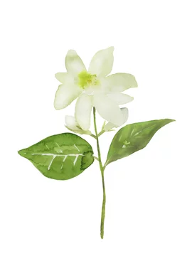 茉莉花 Images – Browse 67 Stock Photos, Vectors, and Video | Adobe