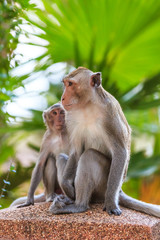 One Couple of Monkey (Crab-eating macaque) in Thailand