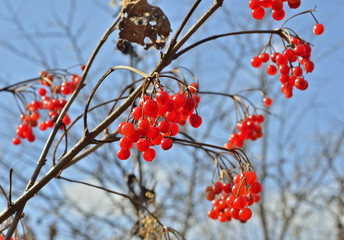 Berries of arrow-wood 23
