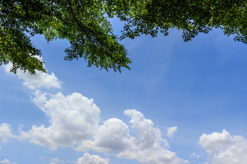 Obraz premium Many clouds on blue sky with leaves