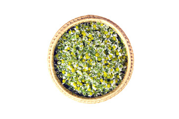 medical chamomile flowers in wicker  basket isolated on white