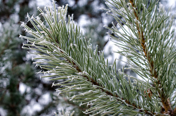 frozen spruce branches