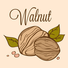 hand drawn vector walnut_02