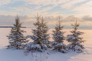 Sunset Spruce in winter