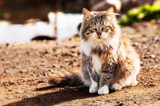 Long Haired Wild Cat Sitting