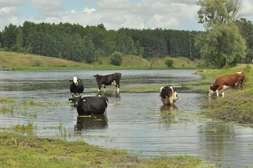 Cows in the river Bug, watering