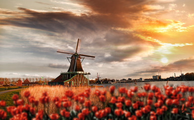 Fototapeta premium Dutch windmills with red tulips close the Amsterdam, Holland