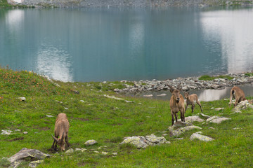 Fototapeta premium The West Caucasian tur (Capra caucasica)