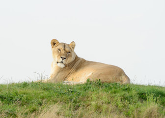 Fototapeta na wymiar Lioness looks Alert