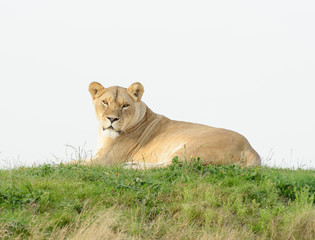 Fototapeta na wymiar Lioness Evening Sun