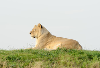 Fototapeta na wymiar Lioness Profile