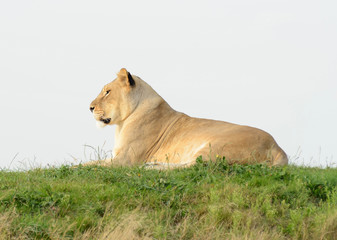 Lioness On Hill