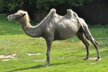 A camel in the zoo, mammal desert