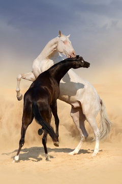Two achal-teke horses fight on desert dust