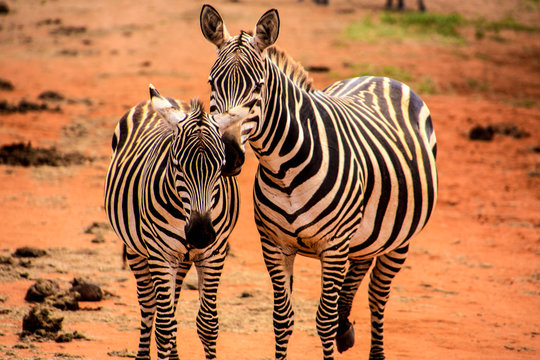 Fototapeta Safari