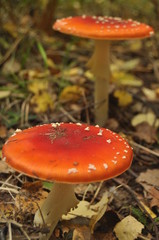 Red toadstool mushroom in the forest while, inedible, poisonous