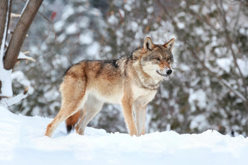 Fototapeta na wymiar coyote en hiver