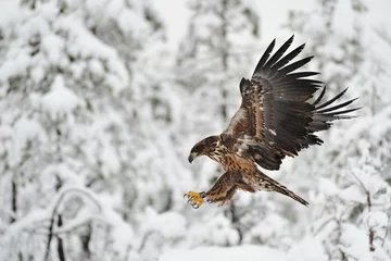 Fototapete Adler Adler fliegt mit Winterhintergrund