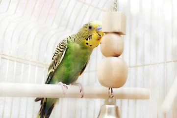 Budgerigar sitting with his toy friend.