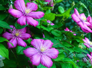 Pink clematis flowers.