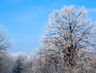 Winter landscape wood covered with frost