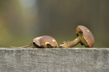 Mushrooms in the forest. Edible and poisonous mushrooms.