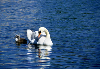 Mute Swan