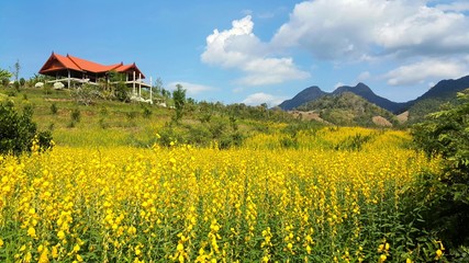 Beautiful yellow flowers field with mountain background