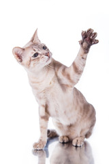 Tonkinese cat