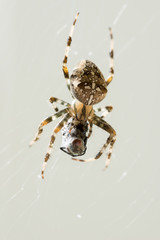 Macro Shot of Spider with Caught Prey