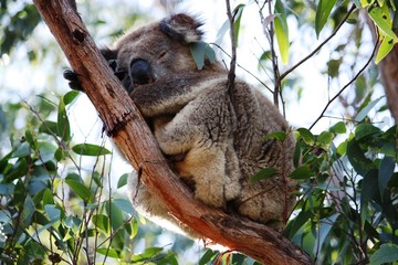 Koala dans l& 39 arbre d& 39 eucalyptus - Australie