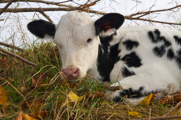 Holstein calf in English countryside.