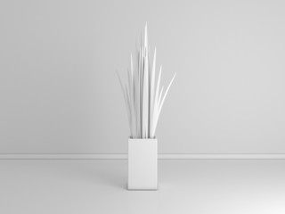 Decorative plant isolated on white.