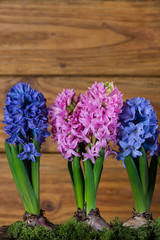 fresh hyacinth flowers on wooden background