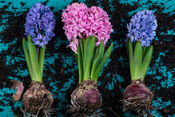 overhead view on Hyacinth with bulb on table