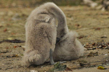 Chicks mute swan resting on the beach. Lakes Mazury