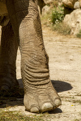 View of an African Elephant paw on a zoo. © Mauro Rodrigues
