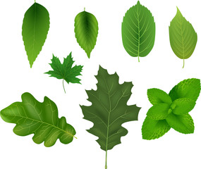 Collection of green leaves. Vector