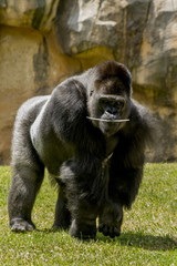 western lowland gorilla (Gorilla gorilla gorilla) 