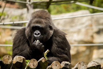 western lowland gorilla (Gorilla gorilla gorilla) 