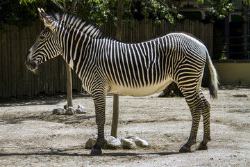 Close up view of a Zebra animal on a zoo.
