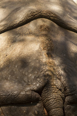 Close up view of the skin texture of an hippopotamus.