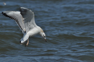 Seagull flying, over the waves. Baltic Sea in Poland.