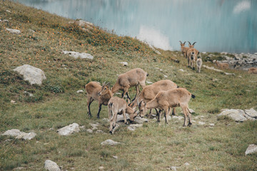 The West Caucasian tur (Capra caucasica)
