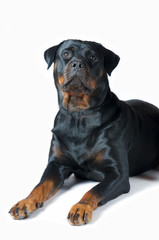 Pies rasy rottweiler