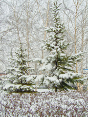 заснеженные ели