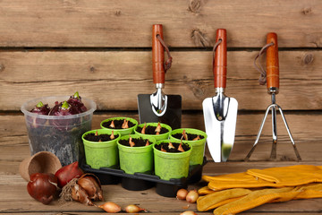 hyacinths bulbs, gardening tools